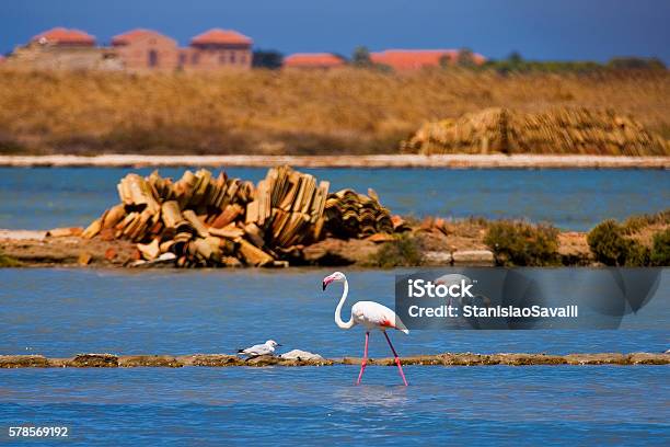 22072016 Trapani Sicilia Italia Pink Flamingos Saline Stock Photo - Download Image Now