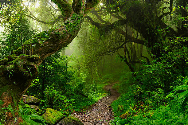 nepal giungla - tropical rainforest immagine foto e immagini stock