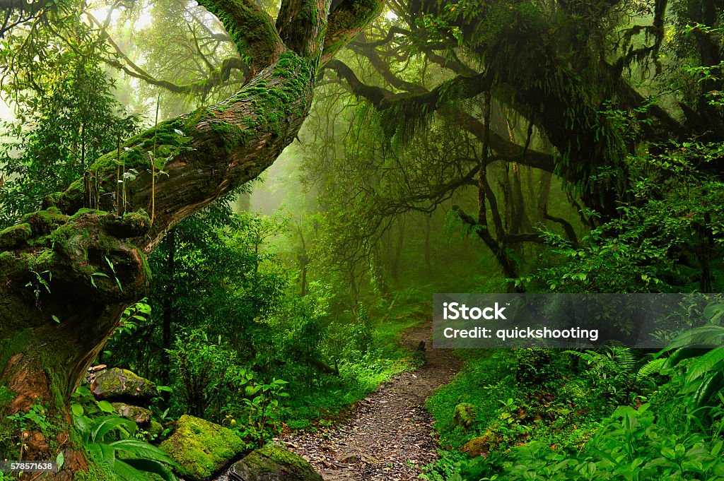 Nepal jungle Nepal tropical jungle surrounding the Annapurnas Rainforest Stock Photo
