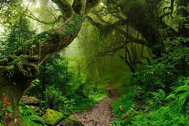 Nepal tropical jungle surrounding the Annapurnas