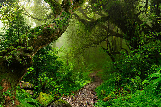 o nepal selva - floresta pluvial - fotografias e filmes do acervo