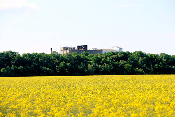 istock field of yellow flowers 578573012