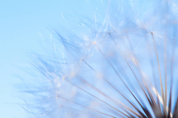 istock Dandelion Seeds in the Wind over blue sky 578573902