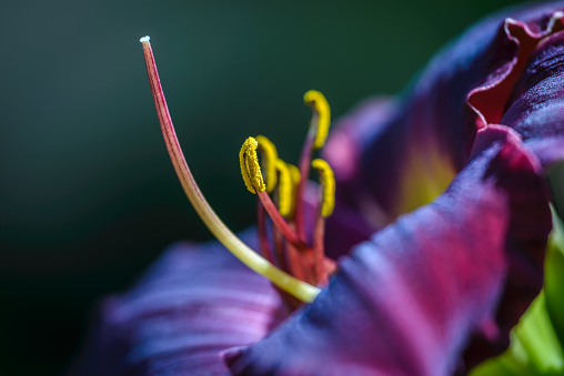 Closeup of delicate dark red daylily 