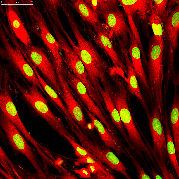 istock Skin cells labeled with fluorescent dyes 578574232