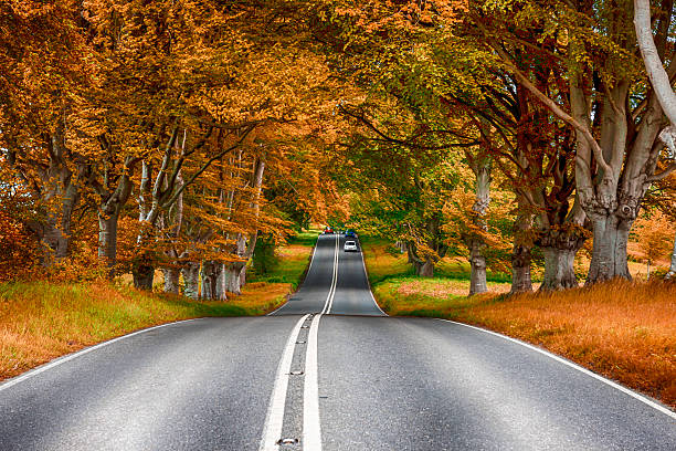 Tree lined B3082 road in the fall near Badbury Rings