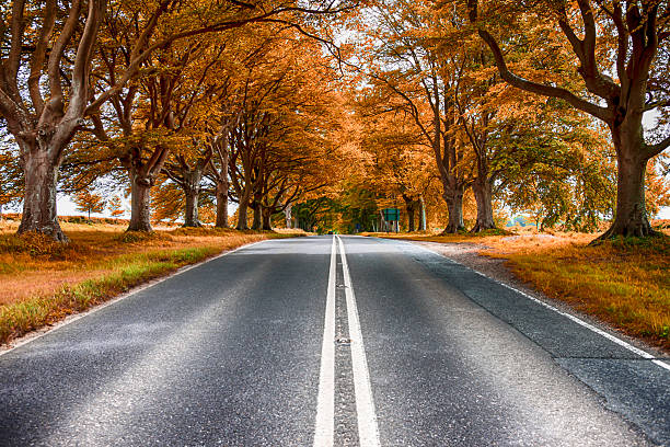 istock Tree lined B3082 road in the fall near Badbury Rings 578574506