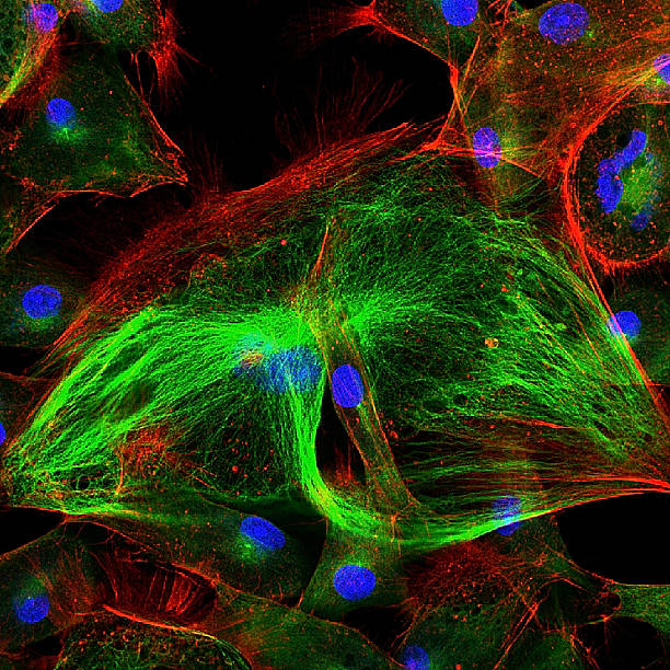 istock Skin cells labeled with fluorescent dyes 578574546