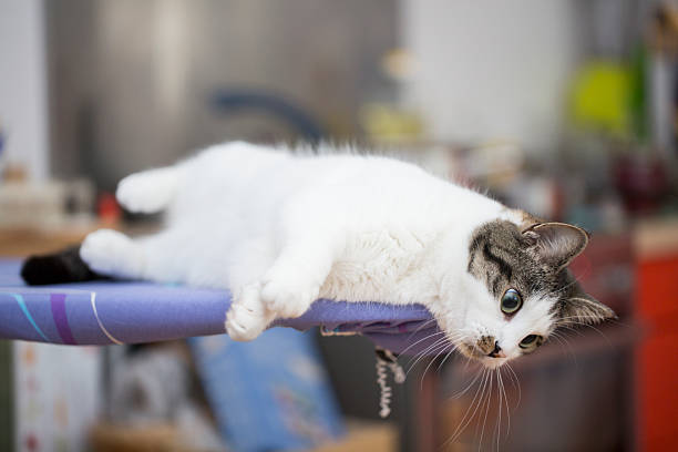 istock cat relaxing on the ironing board 578576652