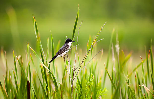 Eastern Kingbird sitting in the reeds Eastern Kingbird perched on a branch, surrounded by reeds. concord massachusetts stock pictures, royalty-free photos & images