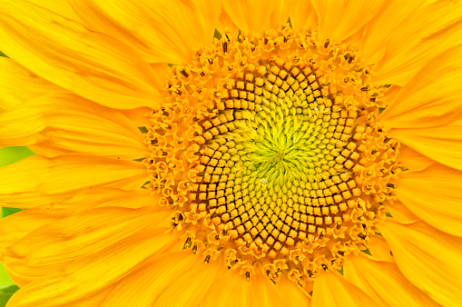 Closeup of a vibrant sunflower, healianthus, growing in a springtime garden.