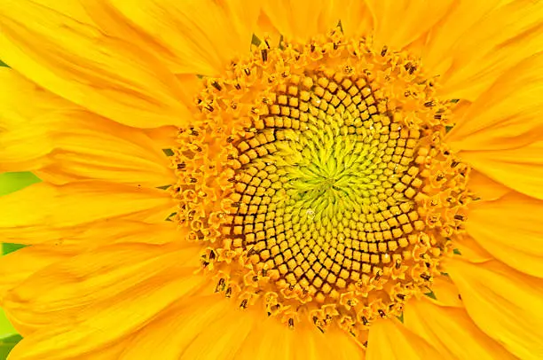 Photo of sunflower close-up with copy space