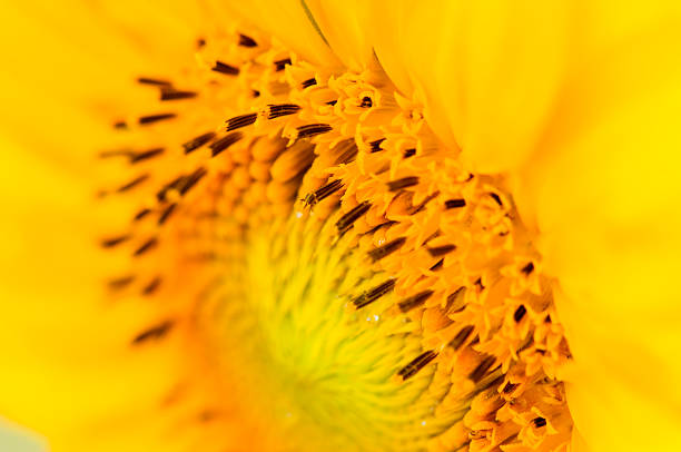macro close up sunflower center