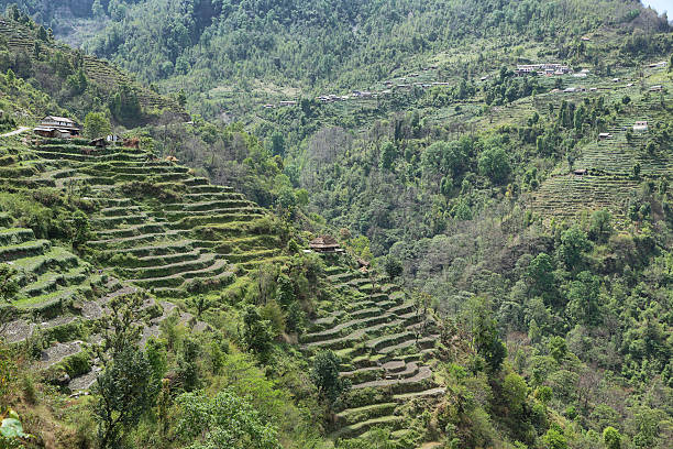 istock Fields and wooden houses in Nepal 578577440