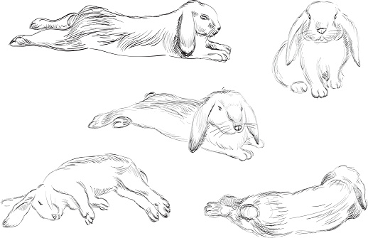 Skinned Rabbit Drawing Set Rabbits Handdrawn Pencil Sketch Stock Illustration - Download Image ...