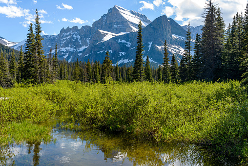 A spring view of a wetland at base of Mount Gould in Many Glacier region of Glacier National Park, Montana, USA.