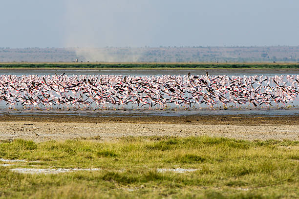 플라밍고 플 라 잉 - lake manyara national park 뉴스 사진 이미지