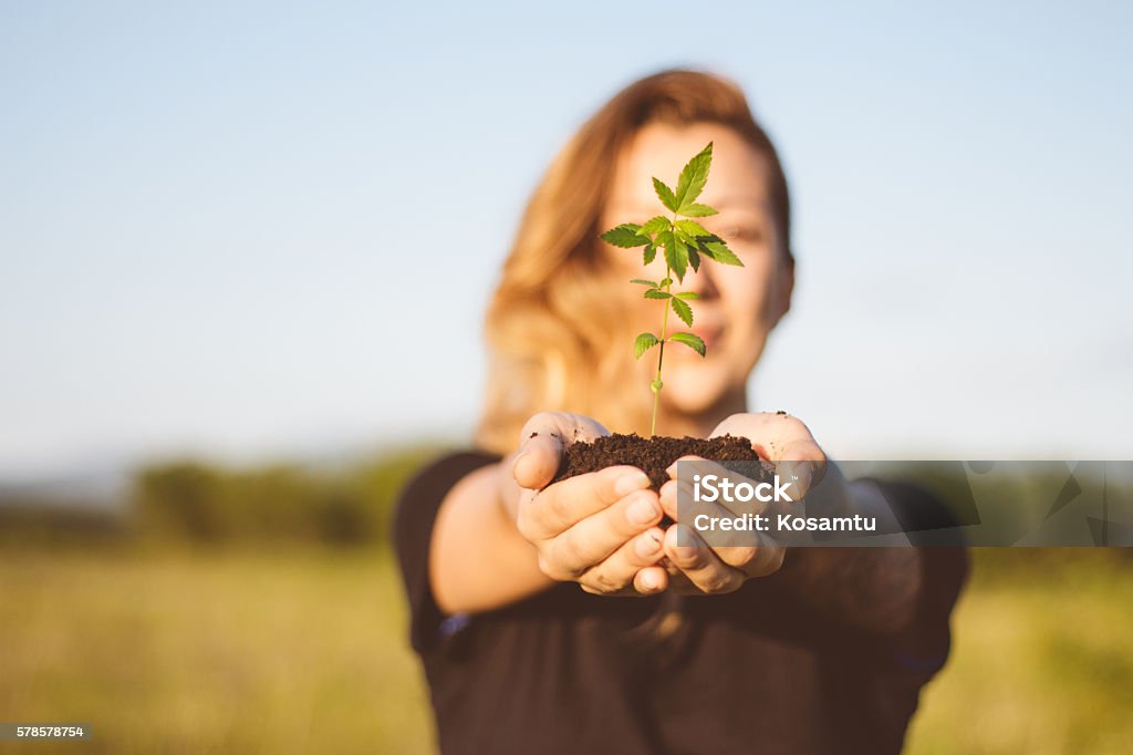 Girl holding cannabis plant outdoor Blond young girl holding a canabis flower, outdoors Cannabis Plant Stock Photo