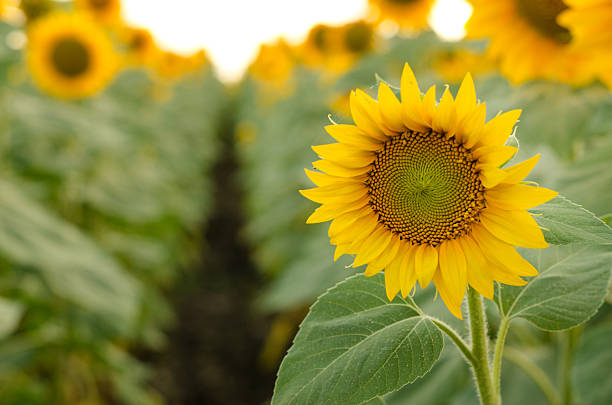 istock Beautiful sunflowers in the field 578578836