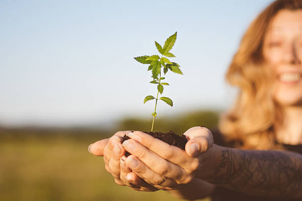 Cheerful girl showing cannabis seedling Cheerful blond-haired girl, with wide open simile is showing cannabis seedling. She is standing in green meadow , on a bright summer day. Close up. cardigan wales stock pictures, royalty-free photos & images