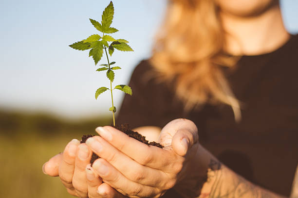 Hemp plant in girl's hands Close up of hemp plant in girl's hands, outdoors. marijuana tattoo stock pictures, royalty-free photos & images