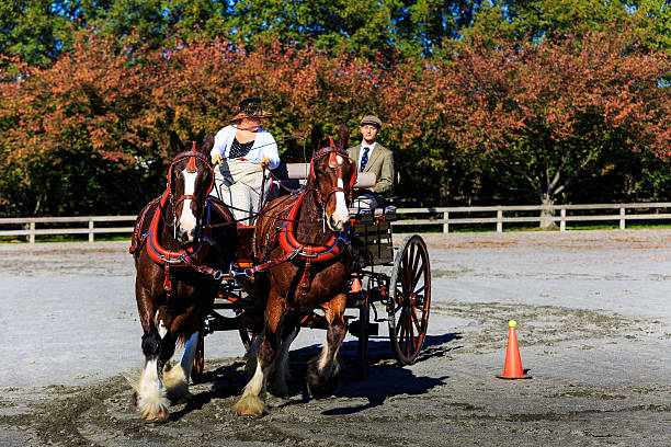 Staunton, Va, USA - October 25, 2014: Fall driving and riding event at farm in Staunton Va with the members of the James River Driving Association. Event includes carriage riding and racing with dress in period costumes. Held in the fall each year in a different location in Virginia.