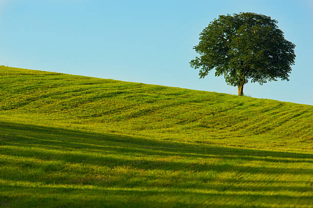 дерево на зеленом поле - schönes wetter стоковые фото и изображения