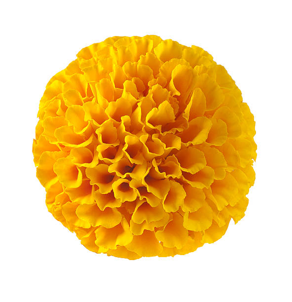 tagetes erecta zempazuchitl marigold flower - erecta imagens e fotografias de stock