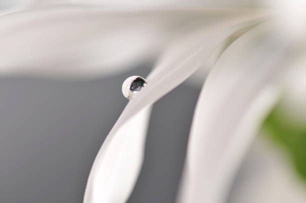 Drop, Water, Leaf, Macro, Nature, Raindrop, Purity, Simplicity, Flower, Backgrounds