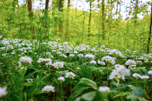 A wild garlic field in the forest at Spring time