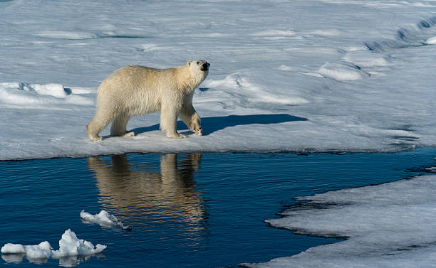 istock Polar Bear on sea ice 578582050