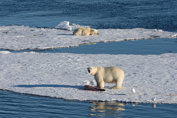 istock Two Polar Bears on sea ice 578582162