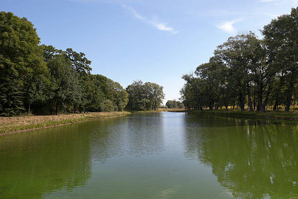 istock swamp, the end of summer 578584930