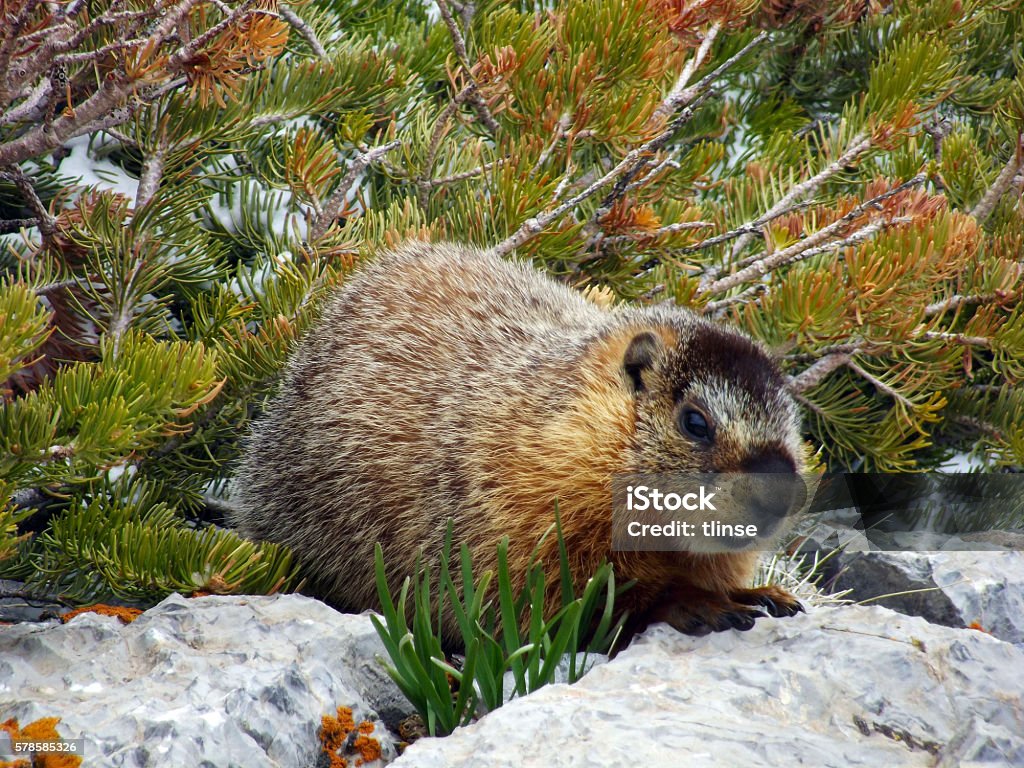 Yellowbellied Marmot Or Rock Chuck Stock Photo - Download Image Now -  Alertness, Animal Hair, Animal Wildlife - iStock