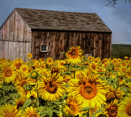 Old Barn in New England surrounded by sunflowers