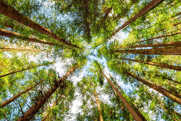 istock Bottom view of old trees in evergreen primeval forest 578586900