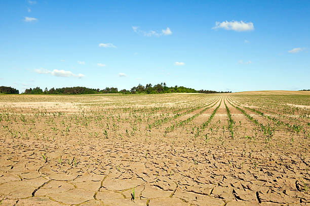 istock cracked earth in the field 578587280