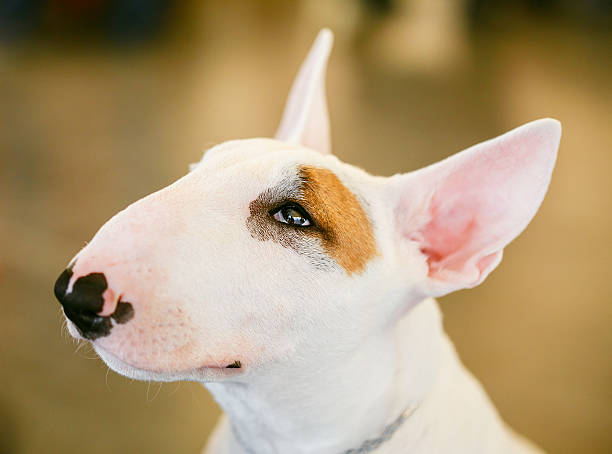 istock Close Up Pet White Bullterrier Dog 578587422