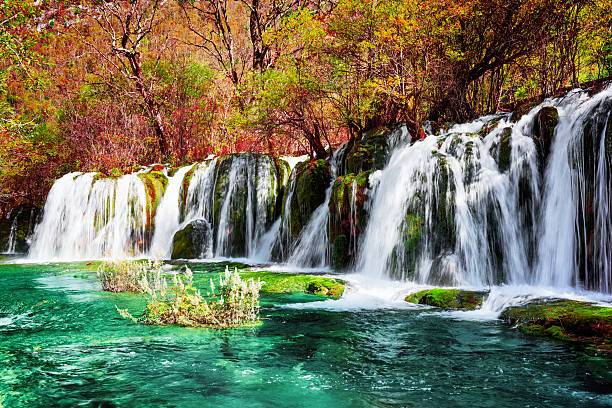 Beautiful waterfall and azure lake with crystal clear water among fall woods in Jiuzhaigou nature reserve (Jiuzhai Valley National Park) of Sichuan province, China. Amazing autumn forest landscape.