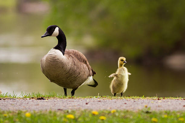 istock Goose family in spring 578587592