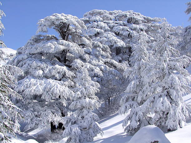 Cedars Trees of Lebanon, Snow storm