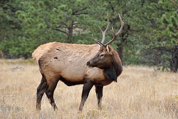 istock Bull Elk Rocky Mountain National Park 578587780