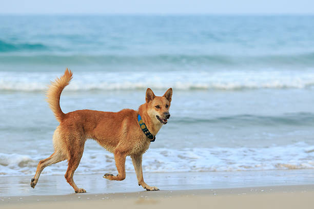 istock dog ,pet running at sea beach 578587988