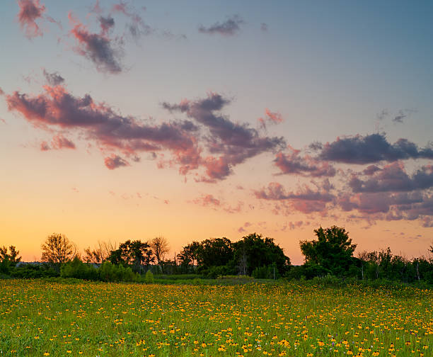 istock Yellow Coneflowers and Sunset Clouds, Cherokee Prairie, Arkansas 578588152