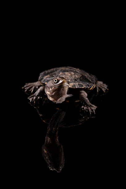 istock Baby Eastern Long-Necked Turtle looking upwards 578588210