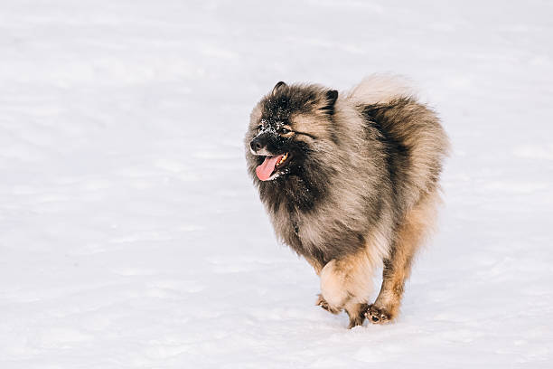 Young Keeshond, Keeshonden Dog Play In Snow, Winter Park. Running Dog