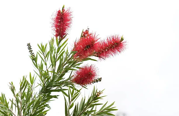 Australian native Bottlebrush, natural Callistemon flowers with green foliage