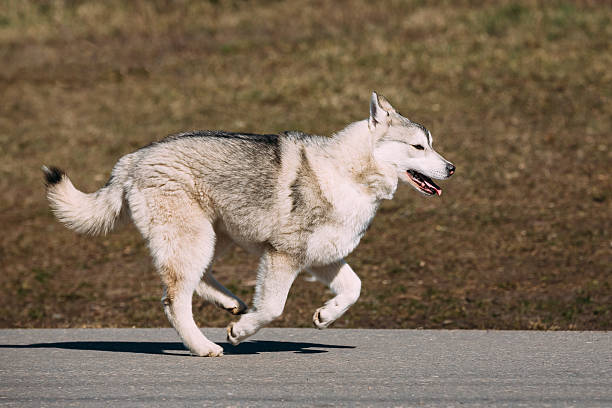istock Young Funny Gray Husky Puppy Dog 578588566