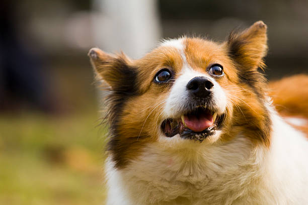 istock Cute dog look up 578589554