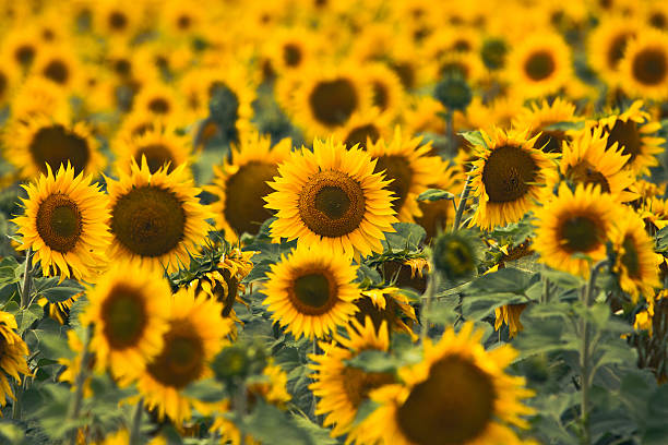 istock Field Of Sunflowers 578589704